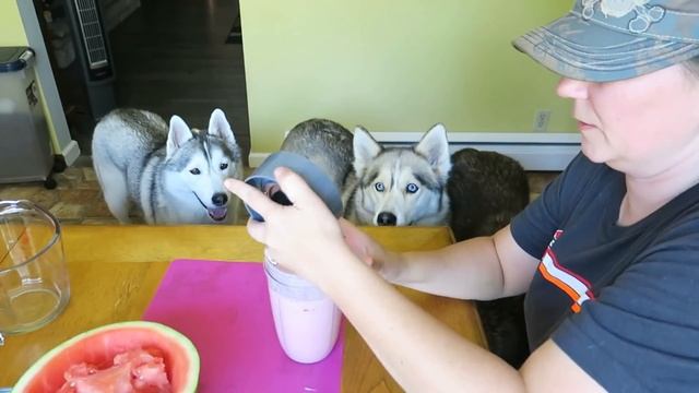 STRAWBERRY WATERMELON DOG TREAT | How to make Frozen DIY Dog Treats | Snacks with the Snow Dogs 82 смотреть онлайн