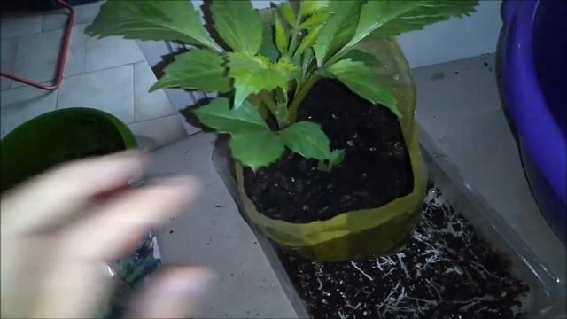 ГЕОРГИНЫ** ГЕОРГИНЫ ПАТИО В ВАЗОНЫ** БУКЕТНЫМ СПОСОБОМ смотреть онлайн