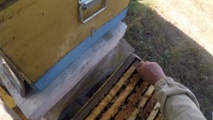 Работы на пасеке в августе. Осенняя ревизия пчел или главный осенний осмотр