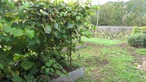 Ура! Деревня! Приморский край-рай!!!!