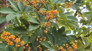 Иврит с Галей с нуля.Урок 11.Повторение пройденного.