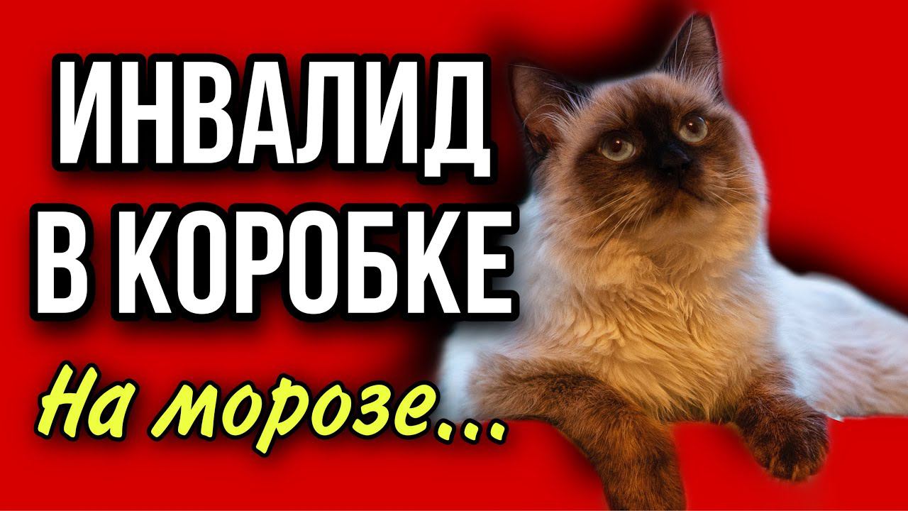 Котёнка-инвалида выбросили на мороз