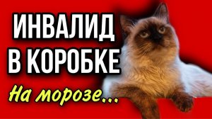 Котёнка-инвалида выбросили на мороз