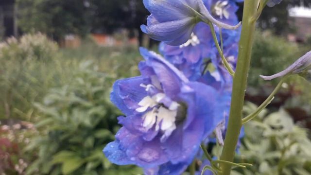 29.06.21 Роза Рэд Вельвет,Симпатия,Алхимист и очаровательные лилии смотреть онлайн