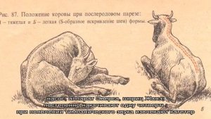 Лечение и профилактика пареза у коров