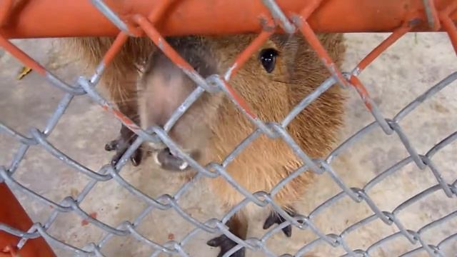 Кормим Капибару смотреть онлайн