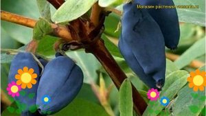 Жимолость съедобная Волхова. Краткий обзор, описание характеристик lonicera edulis Volhova