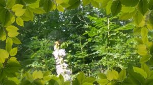 Ростов-на-Дону - Соловьиная Роща