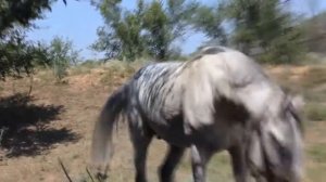 Конь жеребцует!