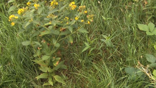 Flowering lysimachia Vulgaris ? смотреть онлайн