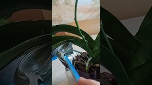 Если корни орхидеи растут вверх.
