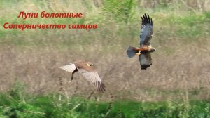 Лунь болотный носит ветки для гнезда. Соперничество двух самцов