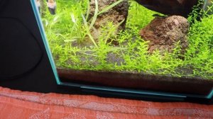 Делаем сифон  и убираемся в нано аквариуме AQUAEL SHRIMP SET DAY & NIGHT 20