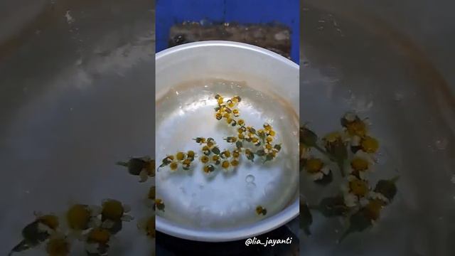 5 Manfaat Teh Bunga Kekwa (Chrysanthemum)