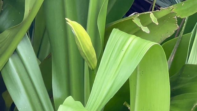 Cranum Lilies Grow Wild In The Province - Philippines #POGUSA1 смотреть онлайн