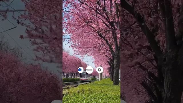 Как в Краснодаре цветет слива писсарди. #shorts #краснодар #краснодарсегодня #краснодаробзор смотреть онлайн