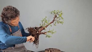 블루베리 가을 분갈이 설명 | BONSAI | Blueberry