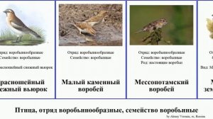 Птица, отряд воробьинообразные, семейство воробьиные воробей каменный вьюрок снежный bird ткач