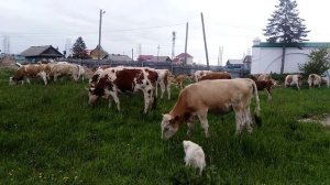 Стадо коров во дворе монастыря