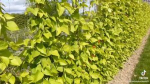 Съедобная изгородь