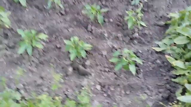 Чудо подкормка для перца сладкого, помидор и огурцов.!!! смотреть онлайн