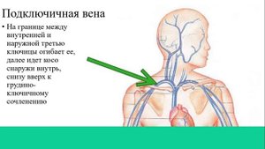 Проекции сосудов и нервов - учебно - методическое видео по топографической анатомии