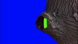 Футаж на зеленом фоне в 2,7к. Переходы хромакей. Дупло и дерево на зеленом и синем фоне.