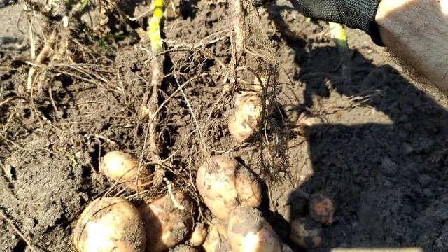 Скошування бадилля картоплі, достатньо просто скосити. Найкраще робити підкоп перед скошуванням смотреть онлайн