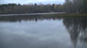 Осень. Гуси улетают.