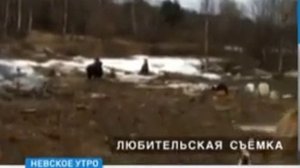 Экобедствие около Курголовского озера