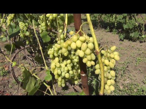 Виноградарство. Опыт Александра Катречко.