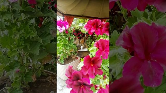 Пеларгония королевская (Regal Pelargonium).?