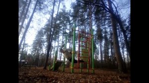 Отжимания в заднем упоре на перекладине.