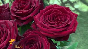 Rose Red Naomi