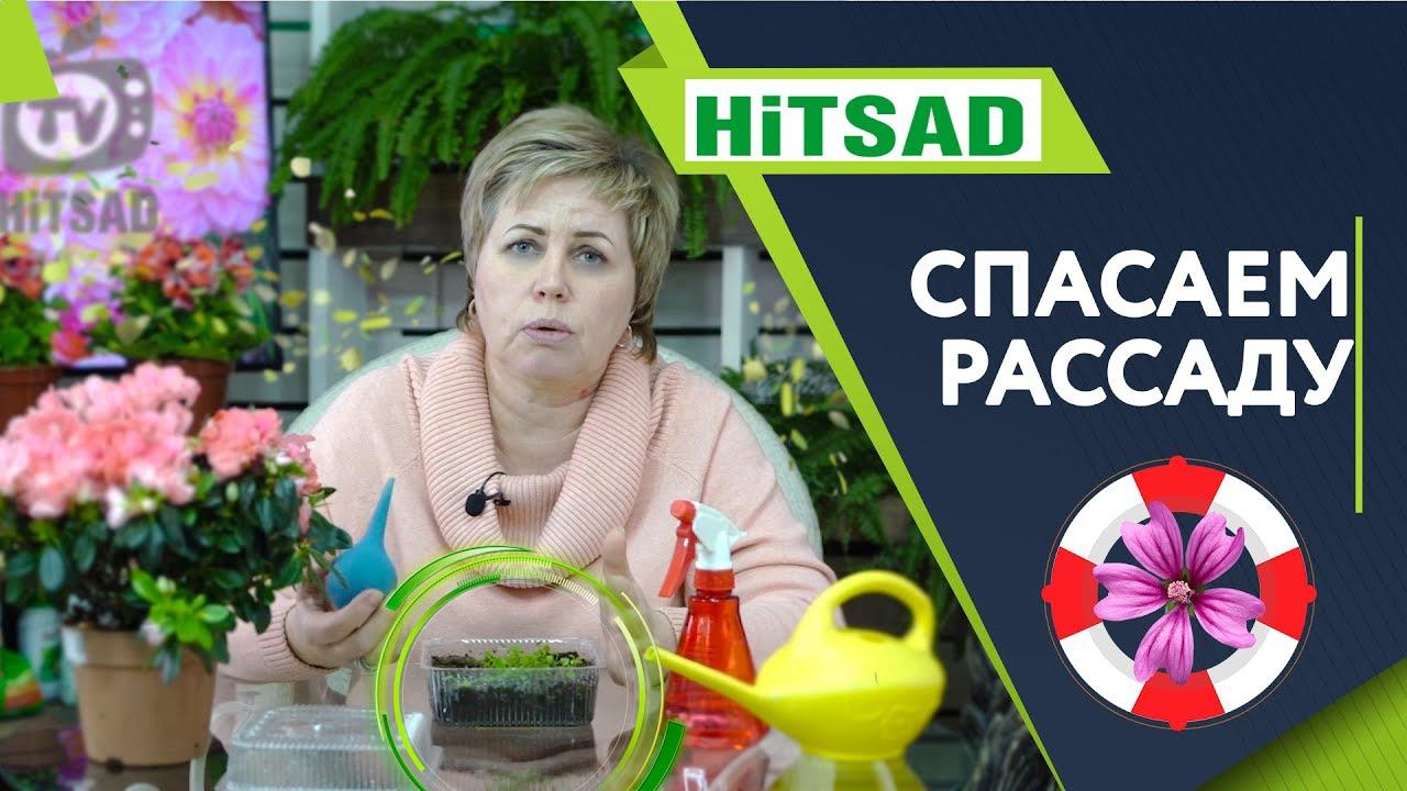 Как СПАСТИ Рассаду ✔️ Крепкая рассада Цветов ✔️Полезные  советы от Хитсад ТВ