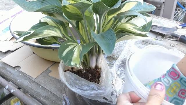 Как упаковать растение для пересылки. смотреть онлайн