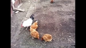 Разведение кур на даче