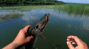 ТЕПЕРЬ Я ЗНАЮ КТО ХРУСТЕЛ ВЕТКАМИ НА БЕРЕГУ  РЫБАЛКА ЧУЛЫМ