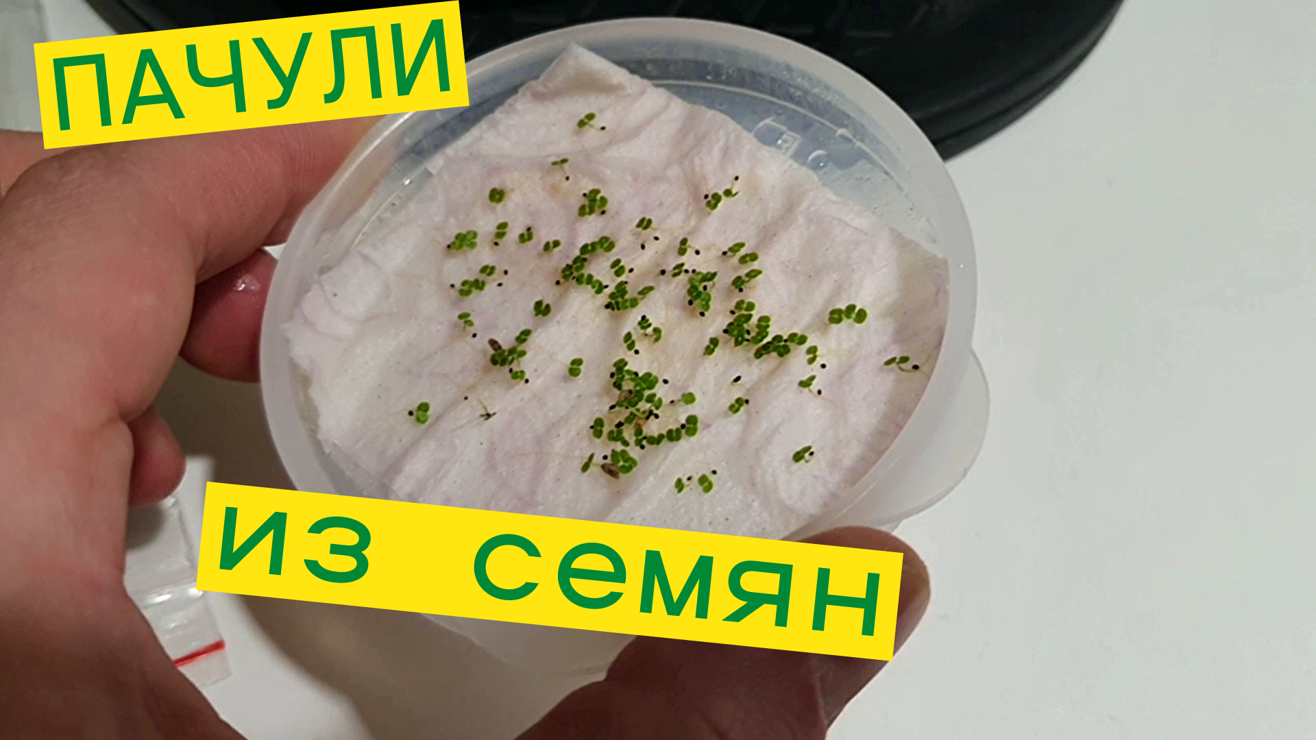 пачули из сеямн