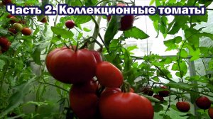 Обзор коллекционных томатов - 2