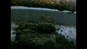 Инжир  еще один интересный способ укоренения инжира с применением клонекса гель