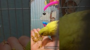 Как приручить попугая к рукам. Часть первая