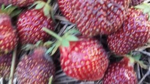 Сравнение сортов клубники  Фейерверк и Рубиновый  кулон - чем похожи и чем отличаются?