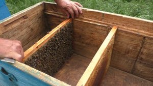 Отводок на свищевой маточник. Расширение пасеки