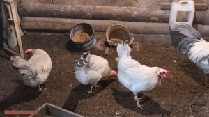 Поилки для курятника. Поилка для кур своими руками. Быстро, легко, просто и эффективно!