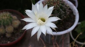 Эхинопсис зацвел (второй кактус! за этот год) / Echinopsis blossomed