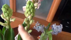 Как зацветает Гиацинт