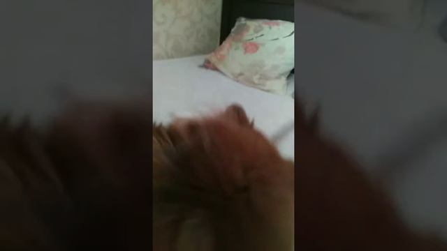 Шпиц Лиса& Кошка Белка смотреть онлайн