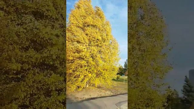 УлГУ, сквер, памятник, река Свияга, птицы, природа. Ульяновск, ул. Набережная р. Свияги, д.106, к. 1