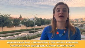 Почему Евреи не Едят Свинину? / Принципы Кошерного Питания Евреев (Законы Кашрута)